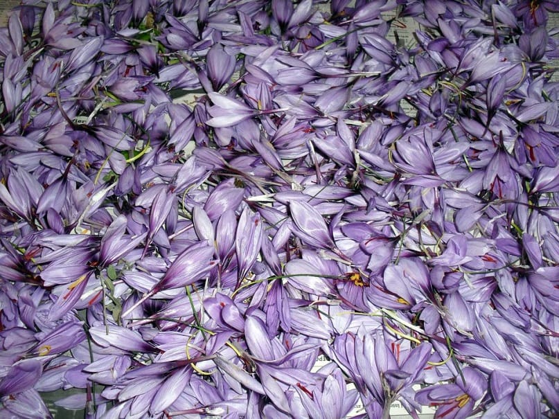 No country can compete with Iran in the field of saffron production , Iran saffron export, no country in the field of saffron production can compete with Iran, saffron purchase, saffron purchase price, saffron harvest, saffron cultivation, economic prosperity in saffron, medicinal plants, saffron market, Iranian saffron, saffron production can compete with Iran