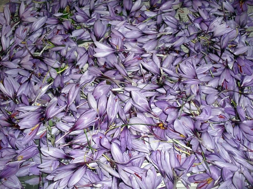 No country can compete with Iran in the field of saffron production , Iran saffron export, no country in the field of saffron production can compete with Iran, saffron purchase, saffron purchase price, saffron harvest, saffron cultivation, economic prosperity in saffron, medicinal plants, saffron market, Iranian saffron, saffron production can compete with Iran