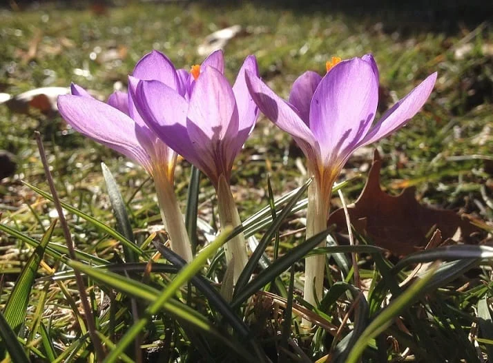 Conditional export of saffron , Conditional export, Saffron harvest, Saffron cultivation, Economic prosperity in saffron, Medicinal plants, Conditional saffron, Export of Iranian saffron, Iranian saffron