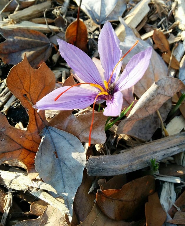 Production forecast of 1500 kg of red gold in Yazd province , Red Gold Production Forecast in Yazd Province, Saffron Harvest, Saffron Cultivation, Economic Prosperity in Saffron, Medicinal Plants, 1500 kg Saffron Production Forecast in Yazd Province, Iranian Saffron Export, Iranian Saffron