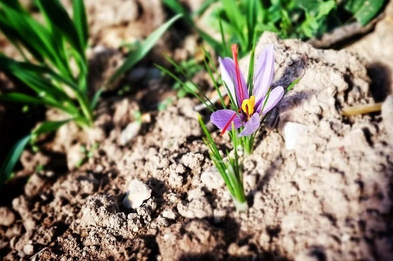 Increase saffron exports to the lowest price , Increase in red gold exports to the lowest price, Saffron harvest, Saffron cultivation, Economic prosperity in saffron, Medicinal plants, Increase in red gold exports, Export of Iranian saffron, Iranian saffron, Increase in saffron exports