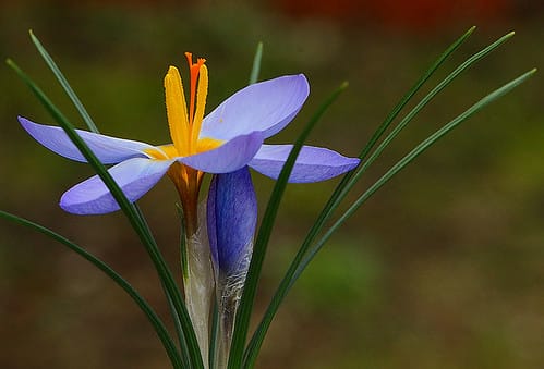 Slight increase in saffron exports / brokers did their job , A slight increase in saffron exports, saffron harvest, saffron cultivation, economic prosperity in saffron, medicinal plants, a slight increase in red gold exports, Iranian saffron exports, Iranian saffron, increased saffron exports