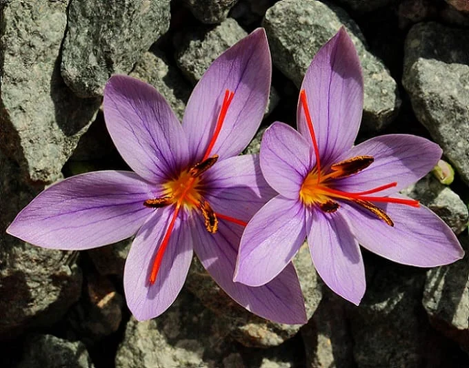 95% of world markets are supplied by Iranian saffron , Global markets of Iranian saffron, Saffron harvest, Saffron cultivation, Economic prosperity in saffron, Medicinal plants, Export of Iranian saffron, Iranian saffron, Saffron production, 95% of global markets of Iranian saffron