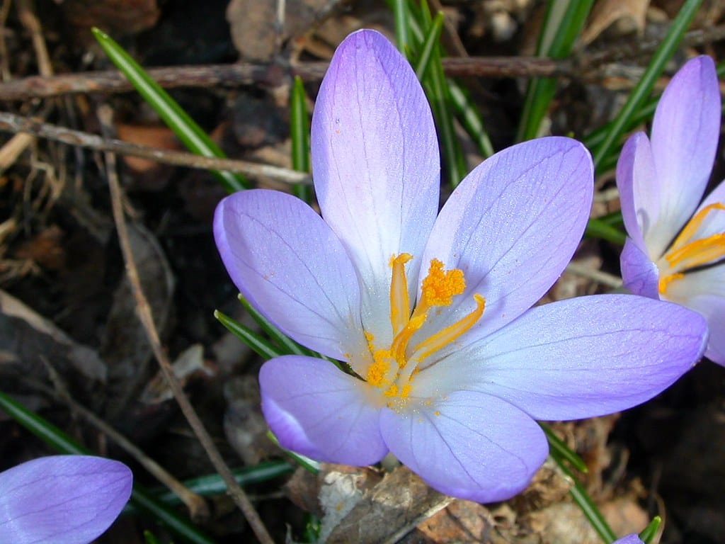 Beginning of saffron harvest in 12 hectares of farms in Miyaneh city , Iranian saffron, saffron harvest, saffron cultivation, economic prosperity in saffron, medicinal plants, saffron of Miyaneh city