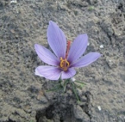 Beginning of saffron harvest from the farms of Roodehen Azad University , Iranian saffron, saffron harvest, saffron cultivation, economic prosperity in saffron, medicinal plants, saffron of Roodehen city, saffron harvest from Roodehen farms
