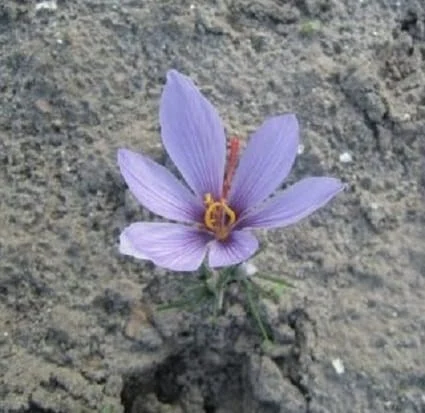 Beginning of saffron harvest from the farms of Roodehen Azad University , Iranian saffron, saffron harvest, saffron cultivation, economic prosperity in saffron, medicinal plants, saffron of Roodehen city, saffron harvest from Roodehen farms