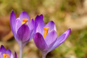 95% of saffron harvest is done manually , Iranian saffron, saffron harvest, saffron cultivation, economic prosperity in saffron, medicinal plants, saffron