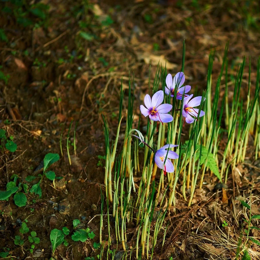 70% increase in saffron harvest from Frieden farms , Iranian saffron, saffron harvest, saffron cultivation, economic prosperity in saffron, medicinal plants, saffron in Frieden city, saffron harvest from Frieden farms