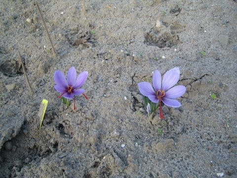 Beginning of modern saffron harvest in Iran , Iranian saffron, saffron harvest, saffron cultivation, economic prosperity in saffron, medicinal plants, modern saffron harvest