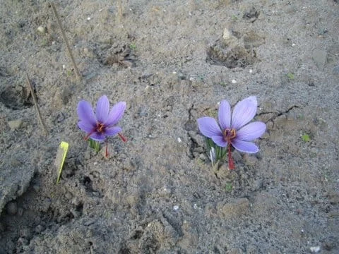 Beginning of modern saffron harvest in Iran , Iranian saffron, saffron harvest, saffron cultivation, economic prosperity in saffron, medicinal plants, modern saffron harvest