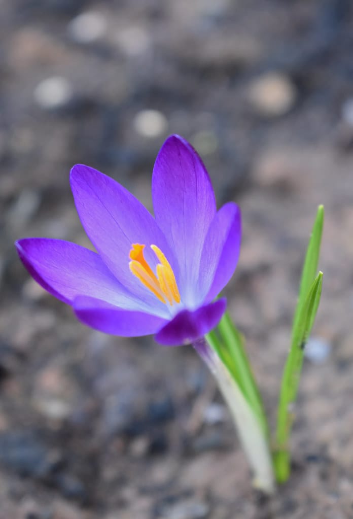 Beginning of saffron harvest in 100 hectares of Robat Karim city , Iranian saffron, saffron harvest, saffron cultivation, economic prosperity in saffron, medicinal plants, Robat Karim saffron harvest, saffron harvest from Robat Karim farms
