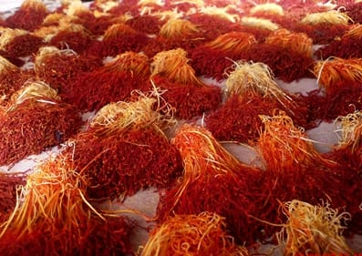 Saffron was harvested for the first time in Gachsaran city , Iranian saffron, saffron harvest, saffron cultivation, economic prosperity in saffron, medicinal plants, Gachsaran saffron harvest, saffron harvest from Gachsaran farms
