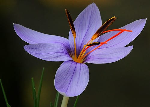 Prediction of harvesting more than 10 tons of saffron in Sabzevar , Iranian saffron, saffron harvest, saffron cultivation, economic prosperity in saffron, medicinal plants, Sabzevar saffron harvest, saffron harvest from Sabzevar farms