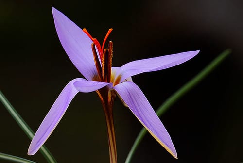 Harvesting 400 tons of saffron flowers from Quchan farms , Iranian saffron, saffron harvest, saffron cultivation, economic prosperity in saffron, medicinal plants, Quchan saffron harvest, saffron harvest from Quchan farms