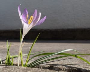 25% reduction in saffron production in Torbat Heydariyeh region , Iranian Saffron, Saffron Harvest, Saffron Cultivation, Economic Prosperity in Saffron, Medicinal Plants, Torbat Heydariyeh Saffron Harvest, Saffron Harvest from Torbat Heydariyeh Farms, Saffron Production in Torbat Heydariyeh