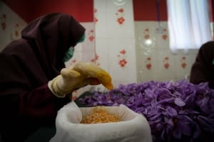 40% reduction in saffron production in Gonabad city , Iranian saffron, saffron harvest, saffron cultivation, economic prosperity in saffron, medicinal plants, saffron export, Gonabad saffron harvest, saffron harvest from Gonabad farms, saffron production in Gonabad
