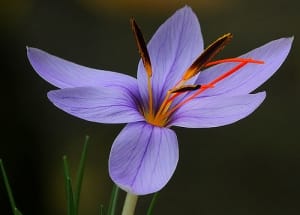 Beginning of saffron harvest in 4560 hectares of farms in Taybad city , Iranian saffron, saffron harvest, saffron cultivation, economic prosperity in saffron, medicinal plants, Taybad saffron harvest, saffron harvest from Taybad farms