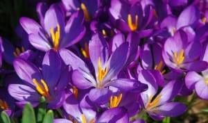 Prediction of 70 tons of dry saffron from Torbat Heydariyeh saffron lands , Iranian saffron, saffron harvest, saffron cultivation, economic prosperity in saffron, medicinal plants, Saffron harvest in Torbat-e Heydarieh, Saffron harvest from farms in Torbat-e Heydarieh, Saffron export, Iranian saffron export