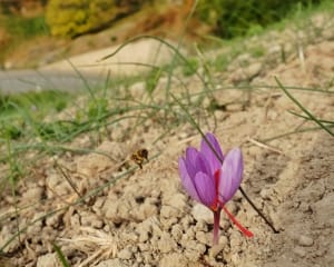 $ 900 decrease in the value of Iranian saffron over the past two years , Iranian saffron, saffron harvest, saffron cultivation, economic prosperity in saffron, medicinal plants, Saffron harvest, saffron export, Iranian saffron export