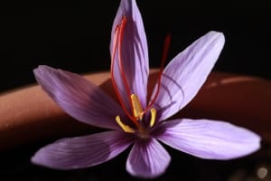 Saffron production in one of the villages of Kermanshah province , Iranian saffron, saffron harvest, saffron cultivation, economic prosperity in saffron, medicinal plants, Saffron harvest, saffron export, Iranian saffron export, saffron cultivation in greenhouse