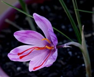Production forecast of 400 tons of saffron in Khorasan Razavi , Iranian saffron, saffron harvest, saffron cultivation, economic prosperity in saffron, medicinal plants, Saffron harvest, saffron export, Iranian saffron export, saffron cultivation in greenhouse