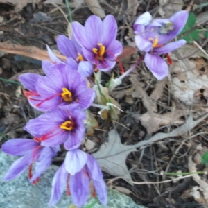 Mismanagement threatens the global Iranian saffron market , Iranian saffron, saffron harvest, saffron cultivation, economic prosperity in saffron, medicinal plants, Saffron harvest, saffron export, Iranian saffron export