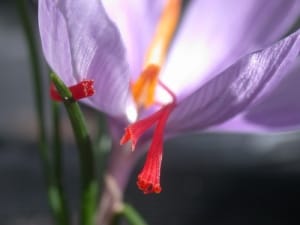 Can saffron be cultivated in Zanjan farms? , Iranian saffron, saffron harvest, saffron cultivation, economic prosperity in saffron, medicinal plants, Saffron harvest, saffron export, Iranian saffron export