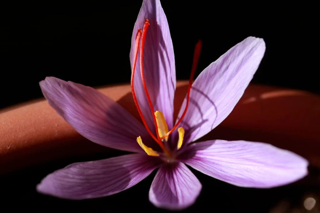 $ 200 increase in the price of Iranian saffron for export , Iranian saffron, saffron harvest, saffron cultivation, economic prosperity in saffron, medicinal plants, Saffron harvest, saffron export, Iranian saffron export