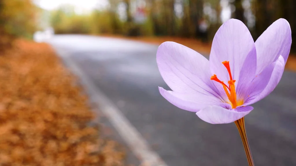 Managing saffron exports leads to a fivefold exchange rate , Iranian saffron, saffron harvest, saffron cultivation, economic prosperity in saffron, medicinal plants, Saffron harvest, saffron export, Iranian saffron export