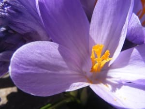 Most of Iran's saffron is exported to Spain and the UAE , Iranian saffron, saffron harvest, saffron cultivation, economic prosperity in saffron, medicinal plants, Saffron harvest, saffron export, Iranian saffron export