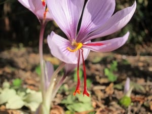 Zarand ranks first in saffron production in Kerman province , Iranian saffron, saffron harvest, saffron cultivation, economic prosperity in saffron, medicinal plants, Saffron harvest, saffron export, Iranian saffron export