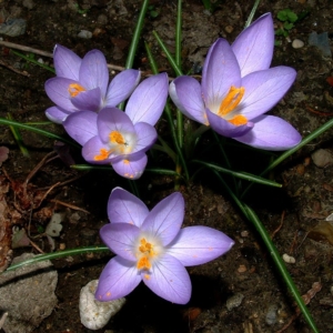 Prediction of harvesting 170 kg of saffron in Hamadan province , Iranian saffron, saffron harvest, saffron cultivation, economic prosperity in saffron, medicinal plants, Saffron harvest, saffron export, Iranian saffron export