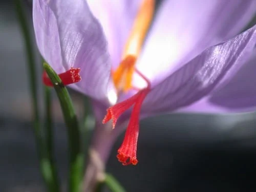 Export of 51 tons of saffron in Khorasan Razavi province , Iranian saffron, saffron harvest, saffron cultivation, economic prosperity in saffron, medicinal plants, Saffron harvest, saffron export, Iranian saffron export