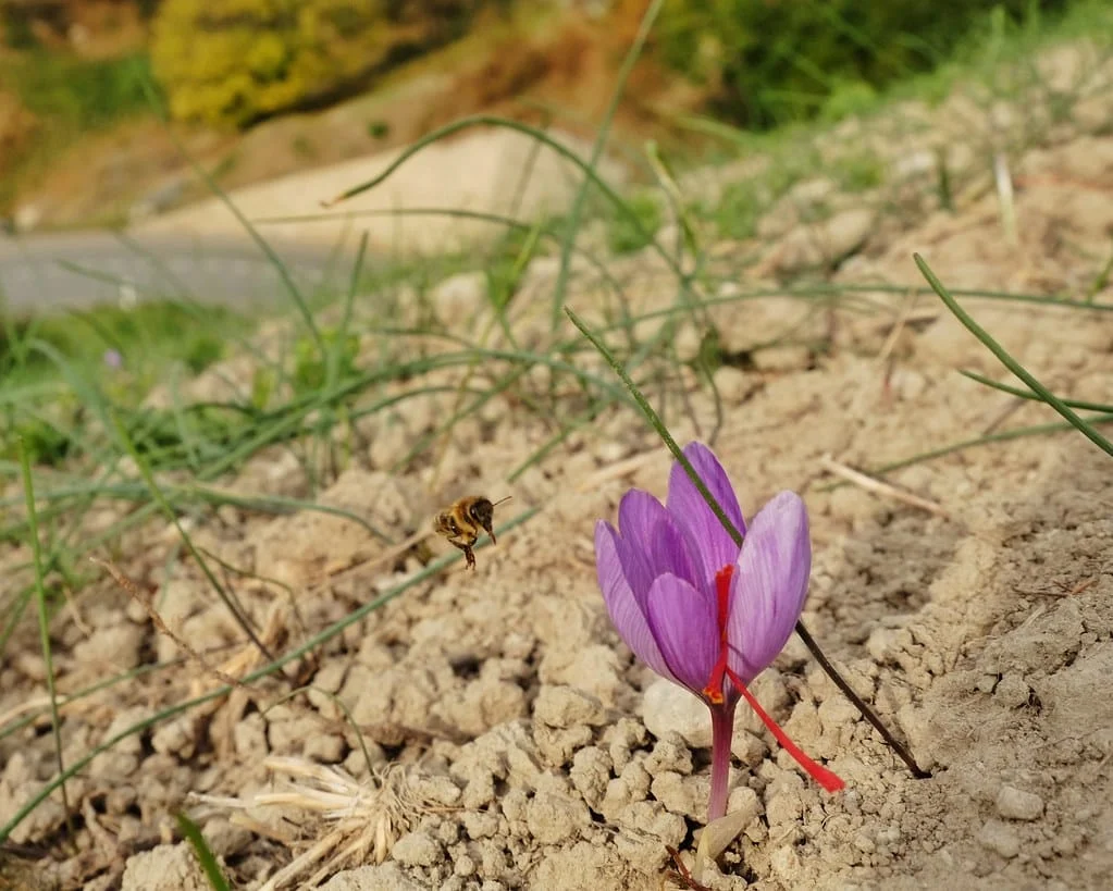 Saffron thirsty fields in Bardaskan city were irrigated , Iranian saffron, saffron harvest, saffron cultivation, economic prosperity in saffron, medicinal plants, Saffron harvest, saffron export, Iranian saffron export