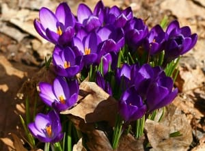 16 hectares of lands in Bahar city were allocated for saffron cultivation , Iranian saffron, saffron harvest, saffron cultivation, economic prosperity in saffron, medicinal plants, Saffron harvest, saffron export, Iranian saffron export