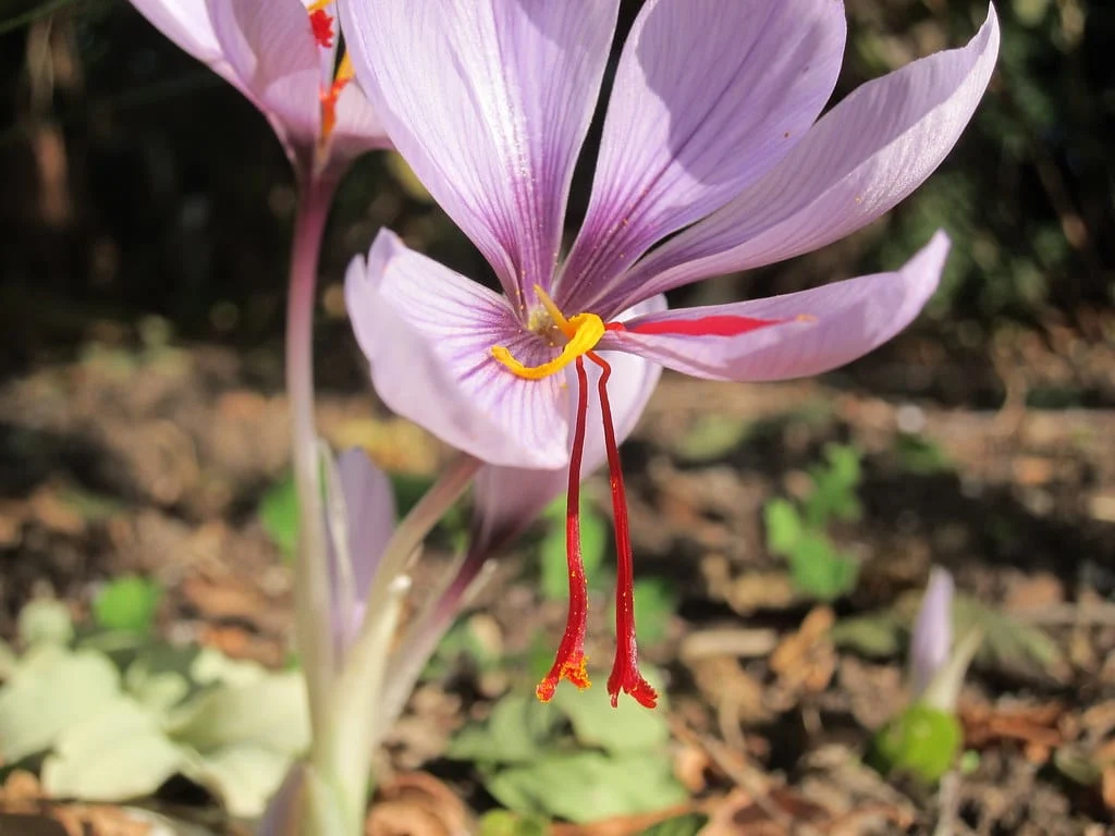 Cultivation of 70% of saffron in Alborz province in Nazarabad city , Iranian saffron, saffron harvest, saffron cultivation, economic prosperity in saffron, medicinal plants, Saffron harvest, saffron export, Iranian saffron export