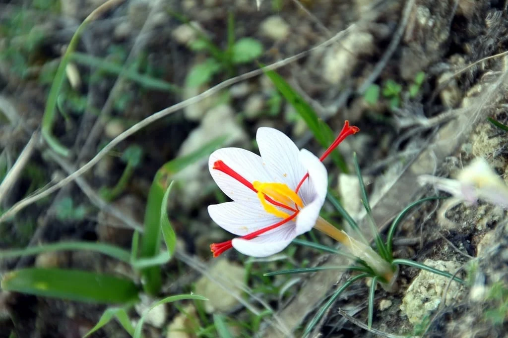 Prediction of harvesting 60 kg of saffron in Zanjan province , Iranian saffron, saffron harvest, saffron cultivation, economic prosperity in saffron, medicinal plants, Saffron harvest, saffron export, Iranian saffron export