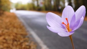 Harvesting 37 kg of dry saffron per hectare in South Khorasan , Iranian saffron, saffron harvest, saffron cultivation, economic prosperity in saffron, medicinal plants, Saffron harvest, saffron export, Iranian saffron export