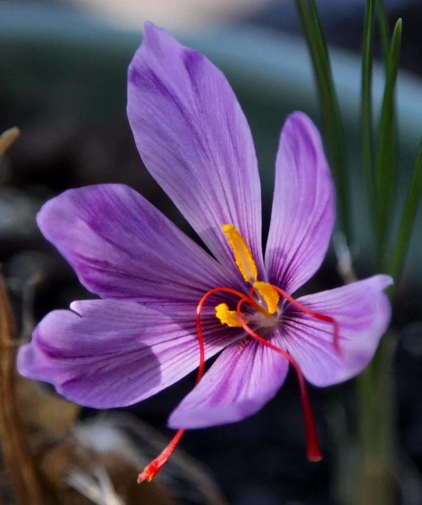 Cultivation of Iranian saffron by hydroponic method , Iranian saffron, saffron harvest, saffron cultivation, economic prosperity in saffron, medicinal plants, Saffron harvest, saffron export, Iranian saffron export