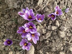 Harvesting more than 3 tons of dry saffron in Yazd province , Iranian saffron, saffron harvest, saffron cultivation, economic prosperity in saffron, medicinal plants, Saffron harvest, saffron export, Iranian saffron export