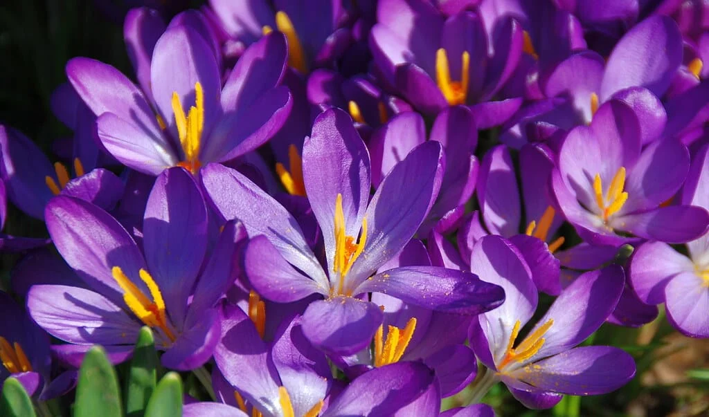 30 hectares of saffron are cultivated in Sirjan city , Iranian saffron, saffron harvest, saffron cultivation, economic prosperity in saffron, medicinal plants, Saffron harvest, saffron export, Iranian saffron export
