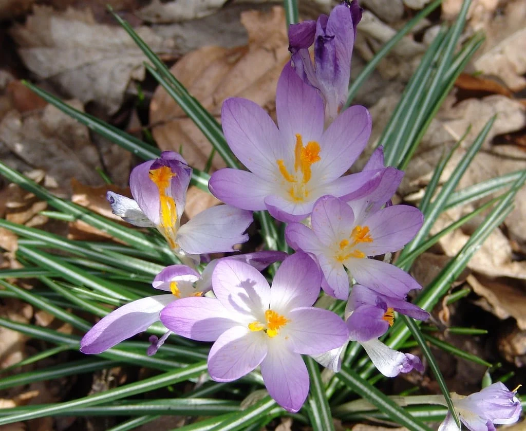 Export of 44 tons of saffron from Khorasan Razavi province , Iranian saffron, saffron harvest, saffron cultivation, economic prosperity in saffron, medicinal plants, Saffron harvest, saffron export, Iranian saffron export