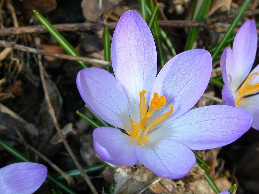 About 2 times increase in saffron cultivation in Fars , Iranian saffron, saffron harvest, saffron cultivation, economic prosperity in saffron, medicinal plants, Saffron harvest, saffron export, Iranian saffron export