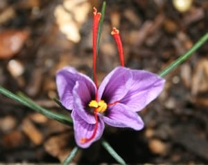Production forecast of 100 kg of saffron in Kermanshah province , Iranian saffron, saffron harvest, saffron cultivation, economic prosperity in saffron, medicinal plants, Saffron harvest, saffron export, Iranian saffron export
