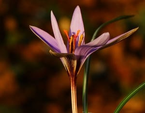 Beginning of saffron harvest from 170 hectares of Natanz farms , Iranian saffron, saffron harvest, saffron cultivation, economic prosperity in saffron, medicinal plants, Saffron harvest, saffron export, Iranian saffron export