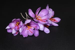 20% increase in saffron harvest in Mehriz city , Iranian saffron, saffron harvest, saffron cultivation, economic prosperity in saffron, medicinal plants, Saffron harvest, saffron export, Iranian saffron export