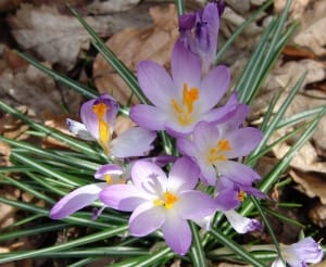 Cultivation of saffron in 3 hectares of Shahreza lands , Iranian saffron, saffron harvest, saffron cultivation, economic prosperity in saffron, medicinal plants, Saffron harvest, saffron export, Iranian saffron export