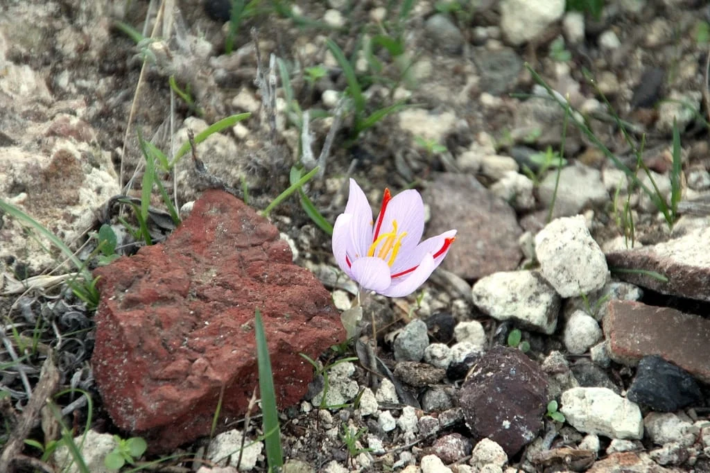 Development of saffron cultivation from 300 hectares in Garmi city , Iranian saffron, saffron harvest, saffron cultivation, economic prosperity in saffron, medicinal plants, Saffron harvest, saffron export, Iranian saffron export