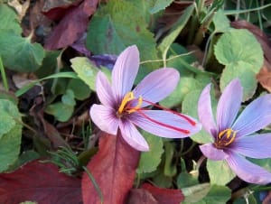 20% increase in saffron harvest in Bafgh city , Iranian saffron, saffron harvest, saffron cultivation, economic prosperity in saffron, medicinal plants, Saffron harvest, saffron export, Iranian saffron export