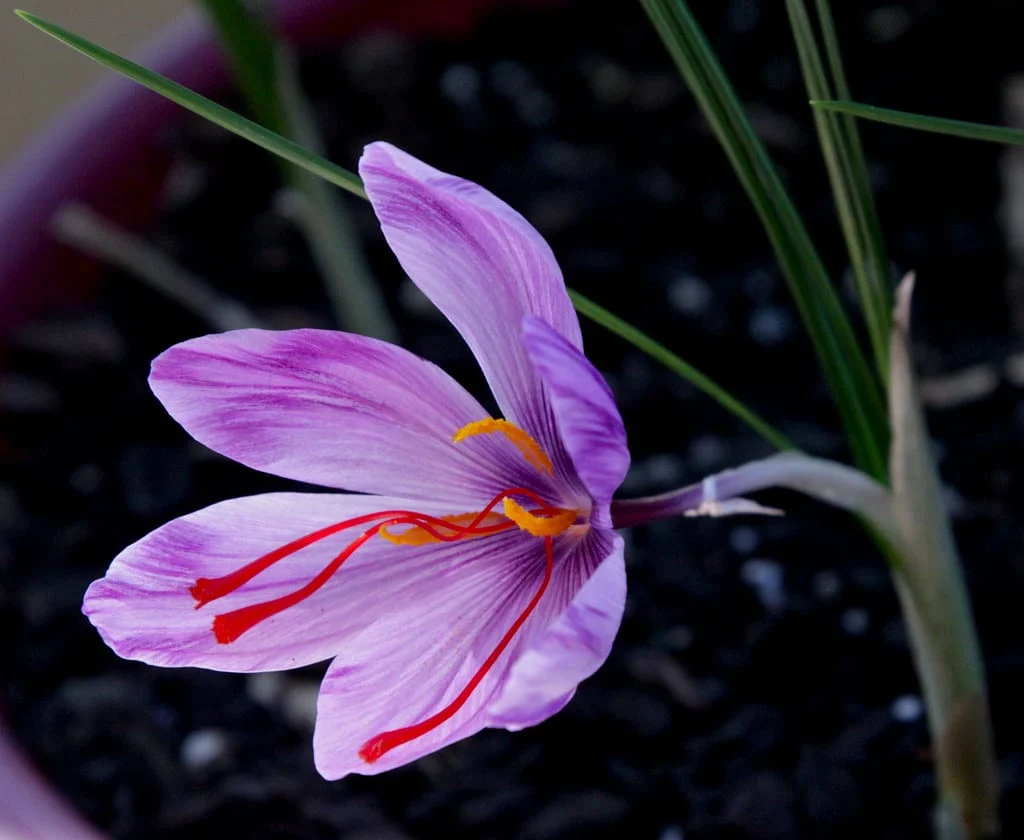 Harvesting saffron from 6 hectares of Nahavand farms , Iranian saffron, saffron harvest, saffron cultivation, economic prosperity in saffron, medicinal plants, Saffron harvest, saffron export, Iranian saffron export